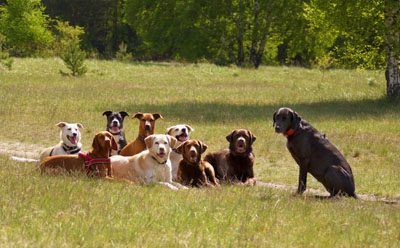 Hundebetreuung Friedrichshain 1